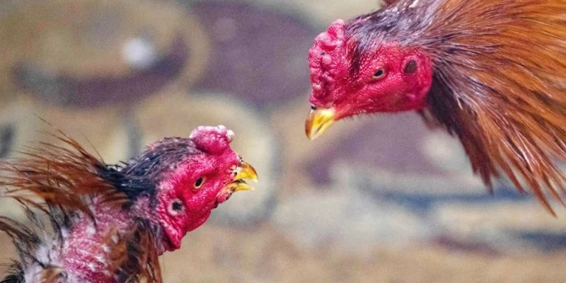 Đá Gà Thomo Alo789: Tổ Chức Chuyên Nghiệp, Đối Kháng Đỉnh Cao 4 Chia sẻ mẹo chơi đá gà Thomo hiệu quả tại Alo789