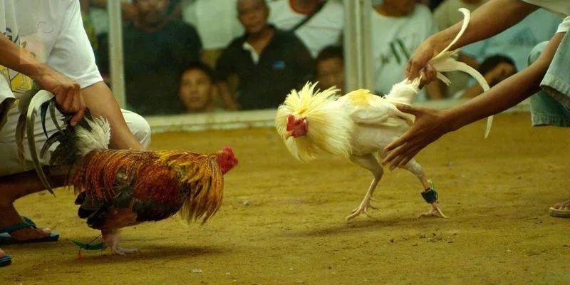 Đá Gà Cựa Dao Alo789: Sàn Tranh Tài Quyết Liệt Của Các Chiến Kê 2 Giới thiệu đá gà cựa dao Alo789