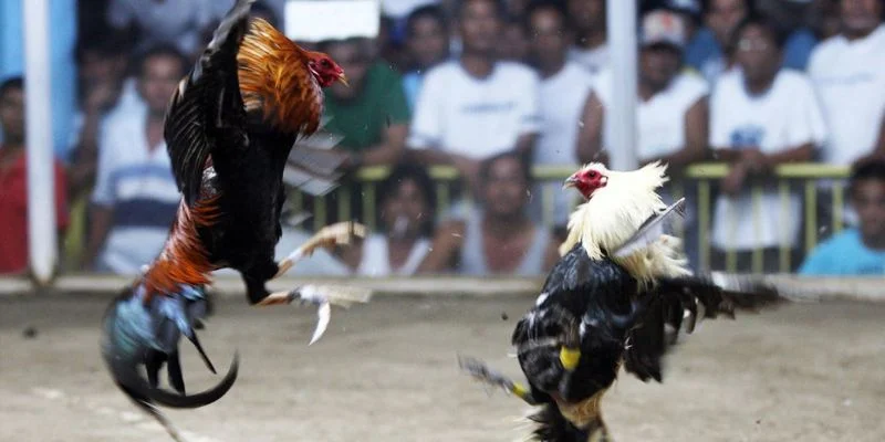Đá Gà Cựa Dao Alo789: Sàn Tranh Tài Quyết Liệt Của Các Chiến Kê 3 Luật đấu cựa dao chi tiết tân binh cần nắm rõ